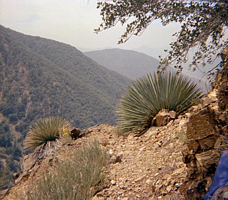 Allison Canyon "Trail"