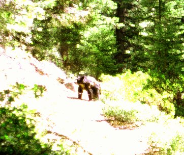 Bear on Bearpaw Meadow trail