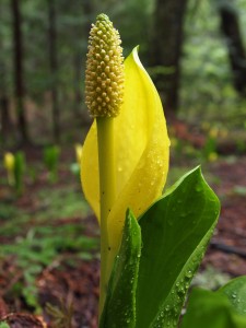 P6050073